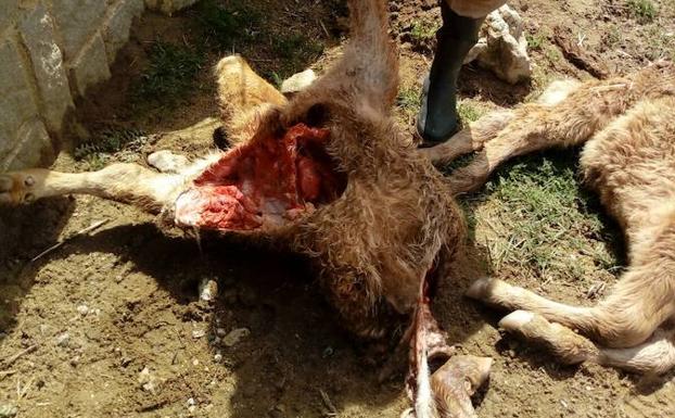 «Hay que compensar la vida del medio rural y a los que necesitamos vivir de él»