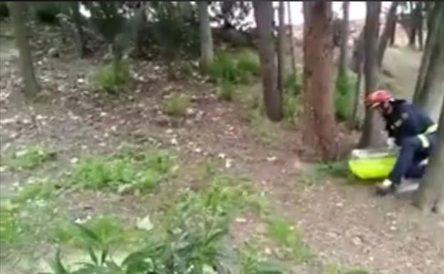 Los Bomberos de Valladolid devuelven a tres patos perdidos con su madre