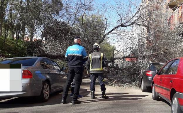 La Policía Local de Valladolid corta la calle Urano por la caída de un árbol