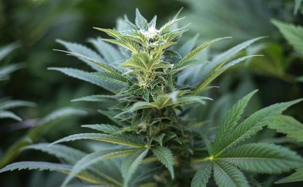 Una mujer presenta una denuncia y acaba investigada por cultivar marihuana en su domicilio de Valladolid