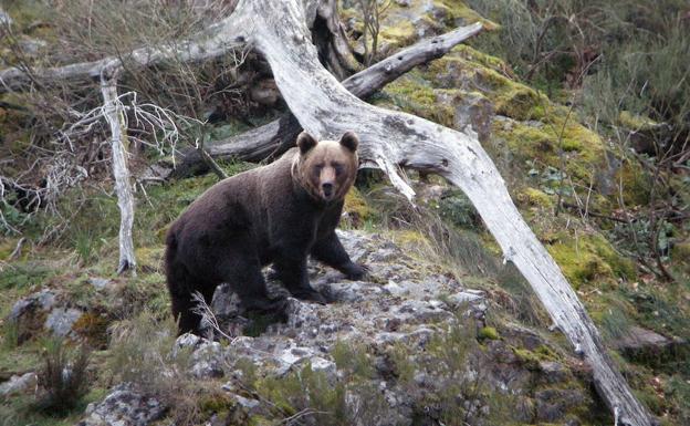 La Fiscalía de Palencia ve indicios de delito en el disparo a un oso en una cacería en Casavegas