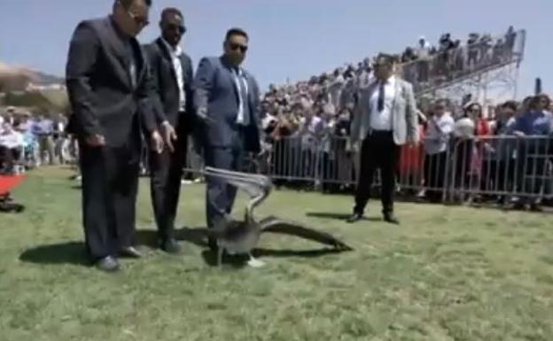 Dos pelícanos se cuelan en la ceremonia de graduación de una Universidad de California