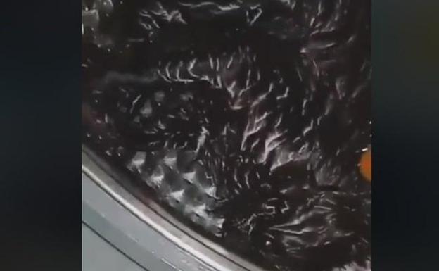 Detenida tras matar a un gato en la lavadora y colgar el vídeo en internet