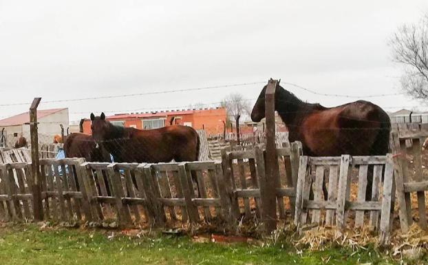 Denuncian la situación de abandono que sufren varios caballos en Fuentepelayo