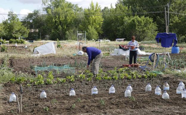 Ayudas para la acogida de mujeres en riesgo de exclusión y para huertos de mayores en Palencia