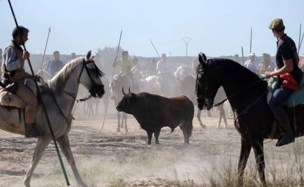 El TSJ rechaza el recurso de Tordesillas contra la sentencia sobre el Toro de la Vega