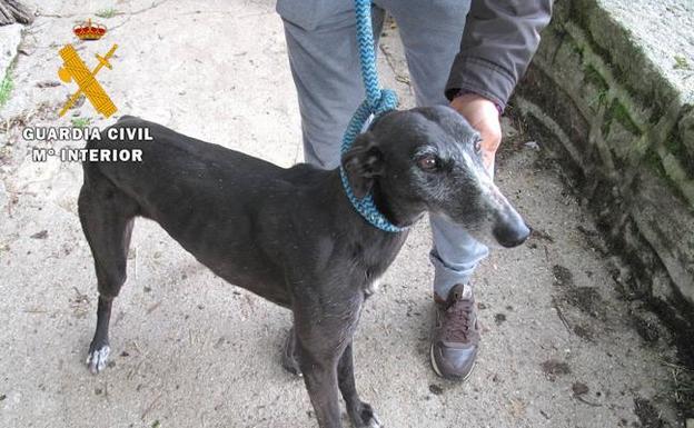 Encontrados 15 galgos españoles sin acreditación