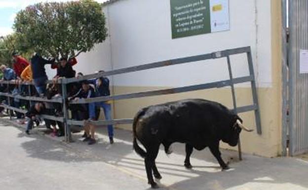 Un toro da el susto en Laguna al levantar una talanquera al final del encierro