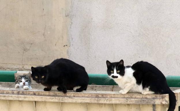 Segovia estrenará en quince días el cuerpo de cuidadores para los 2.500 gatos callejeros
