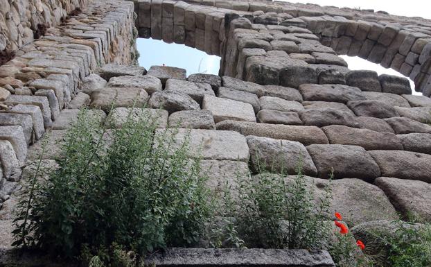 La flora del Acueducto: mejor dejarla estar