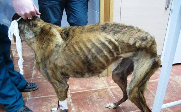 El Seprona halla un galgo muerto y otros dos en estado de severa desnutrición en una finca de Nava