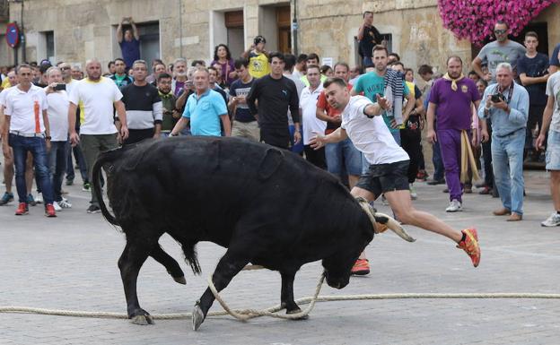 La Junta anula el 'toro enmaromado' de Astudillo del registro de espectáculos tradicionales