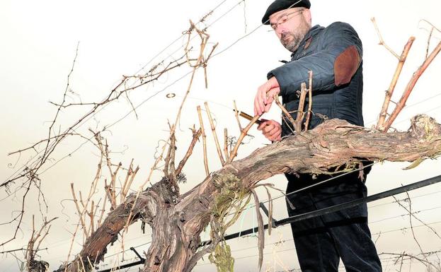 Las cepas dan la respuesta