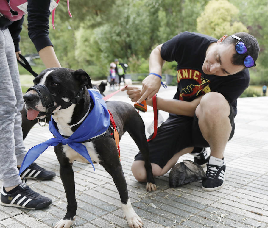 Marcha perruna en Palencia