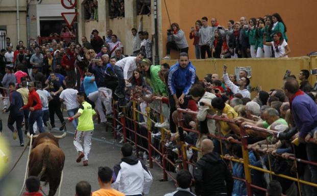 Rastreador completa el recorrido en una carrera sin incidentes en el Toro Enmaromado de Benavente