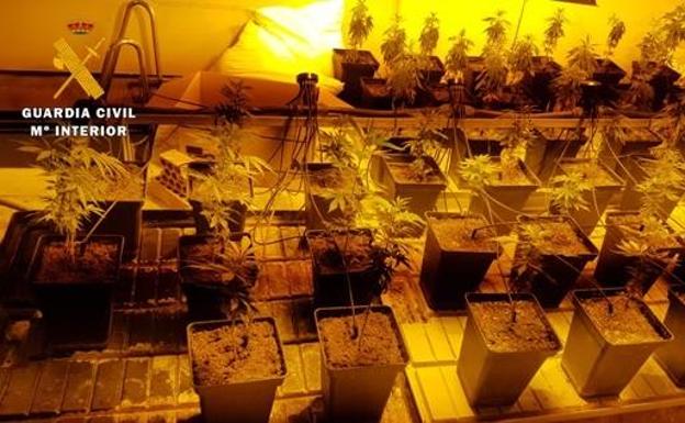 Detenido en Becilla por cultivo de marihuana y tenencia ilícita de armas