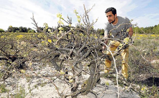 El viñedo de las dunas