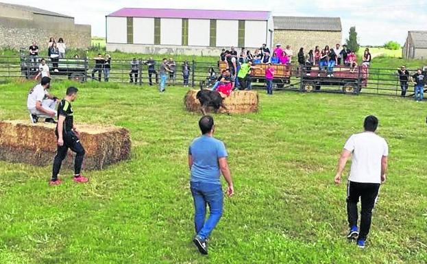 Villalba de los Alcores celebra la Virgen de Fuentes con una suelta de vaquillas