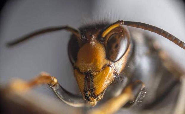 Detectado un foco de avispilla del castaño en varias plantaciones y sotos de Hermisende