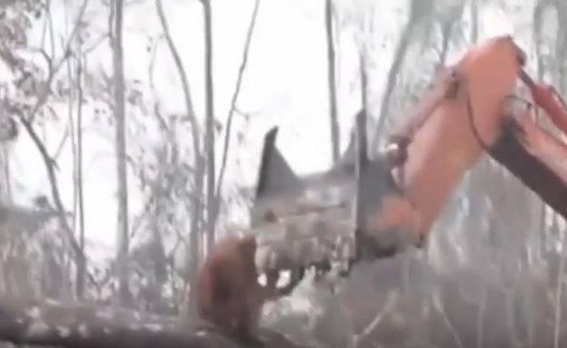 Un orangután ataca a una excavadora para salvar su hábitat