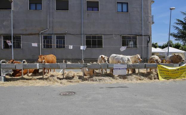 La Feria ganadera de San Antonio contará con más de 250 ejemplares