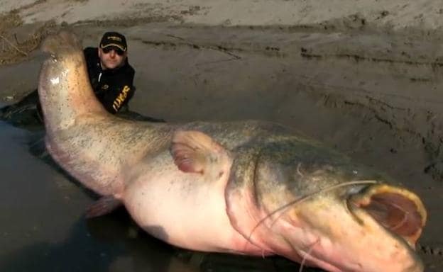 Pescan en Navarra un siluro de casi dos metros y cien kilos de peso