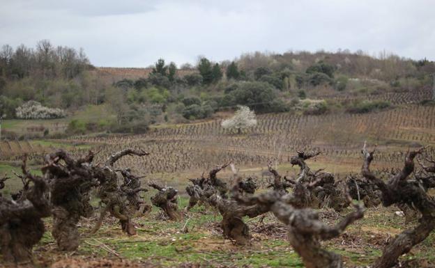 La III edición del Concurso Mi Primera Vendimia ya tiene ganadores