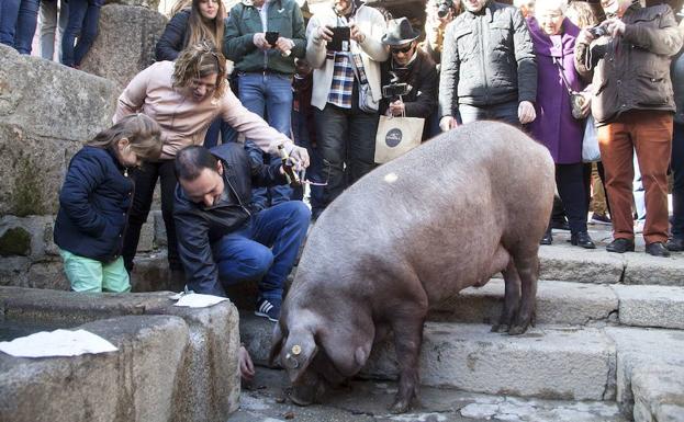 El naturalista Joaquín Araújo será este año el padrino del marrano de San Antón