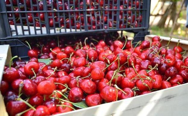 Las últimas lluvias provocan la pérdida de al menos la mitad de la cosecha de cereza temprana del Bierzo