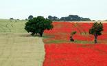 Campo de amapolas en Castilla y León./Rubén Cacho-Ical