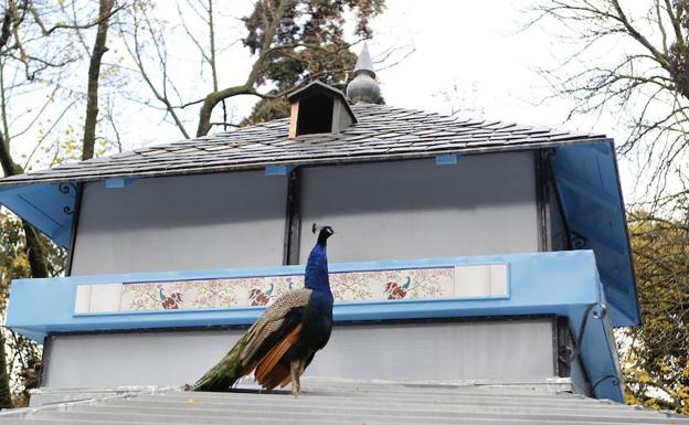 El pavo real herido en un atropello se recupera en el núcleo zoológico de Fresno el Viejo