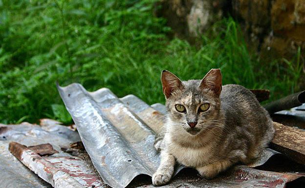 Un carné para legalizar a los 43 cuidadores de gatos callejeros en Segovia
