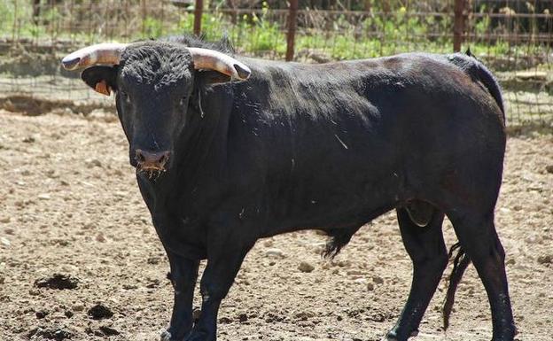 Diez novillos y un trasladado en camión en el Coso de San Benito es el resultado de la Saca 2018