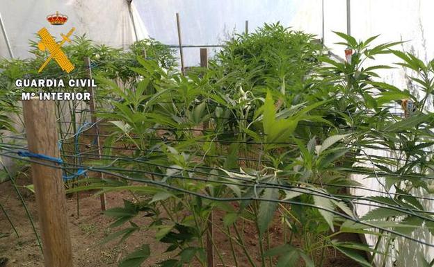 Intervenido un laboratorio clandestino de marihuana en El Tiemblo (Ávila)