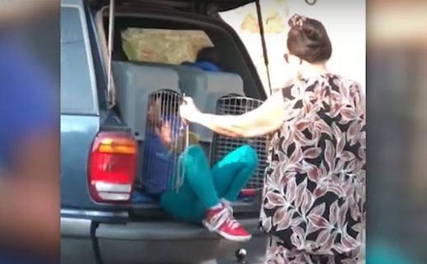 Detenida por llevar a sus nietos en un transportín para perros en el maletero del coche