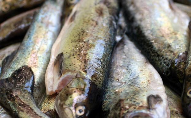La Junta prohíbe la pesca de truchas a mano en las fiestas Toral de los Vados