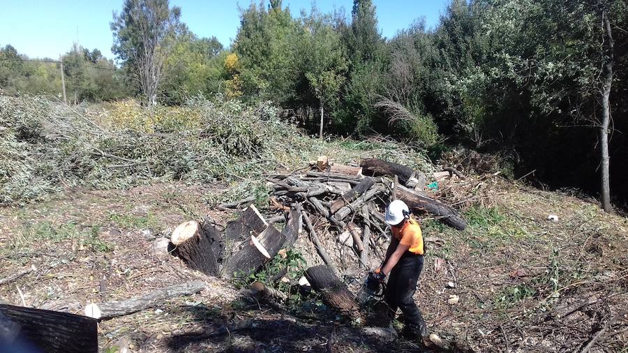 Las cuadrillas forestales prevén acondicionar unas 200 hectáreas