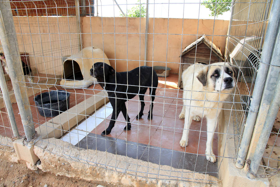 La protectora Animalejos lanza un SOS