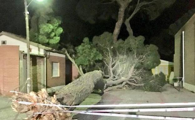 Cae un gran árbol en medio de una calle en Carpio