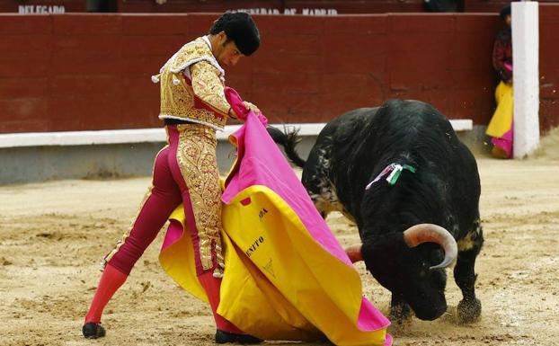 Dos corridas de toros, cuatro encierros, cortes y becerrada en la feria de Cantalejo