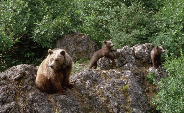 El incremento de osos en la Cordillera Cantábrica obliga a aprobar protocolos de prevención