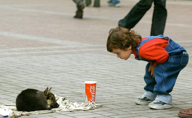 El contrato para recoger los animales abandonados no genera interés empresarial