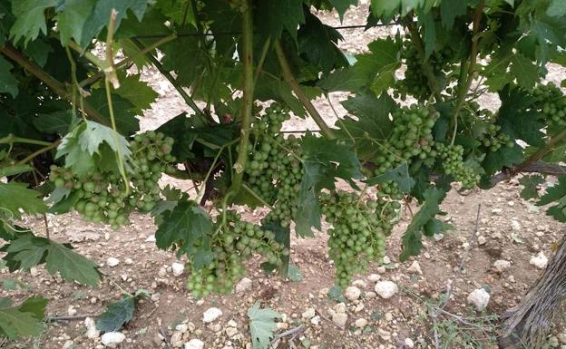 Una fuerte granizada arrasa con los cultivos de Langayo en la comarca de Peñafiel