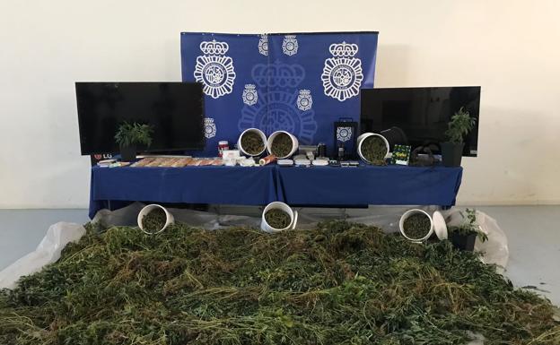 Once detenidos en Valladolid dedicados al cultivo de marihuna y distribución de droga