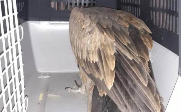 Los bomberos rescatan a un buitre leonado que se estrelló contra una fachada en Valladolid