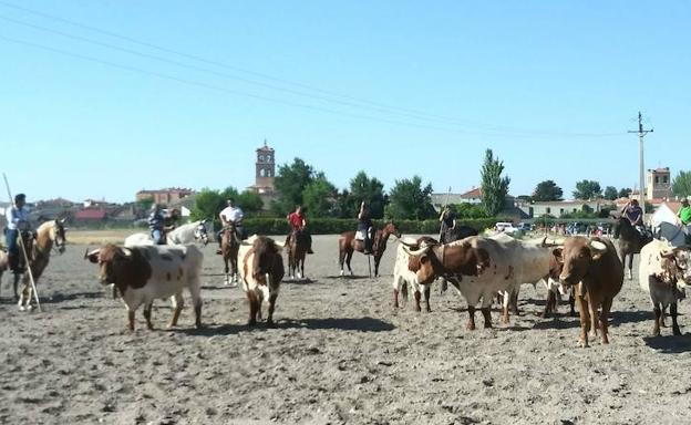 Alcazarén cierra sus fiestas con un novedoso encierro de bueyes