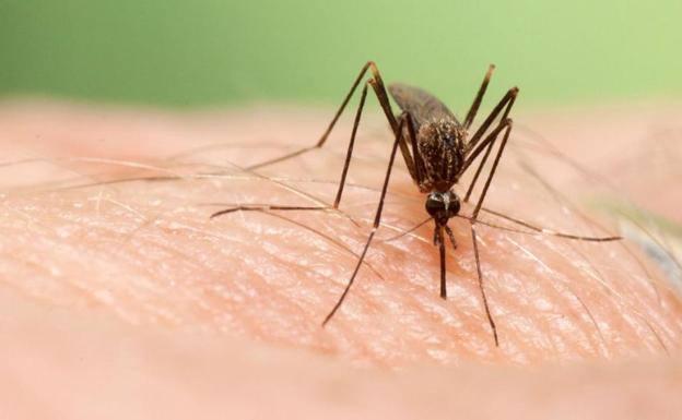 Detectado por primera vez en España un nuevo mosquito invasor de origen asiático