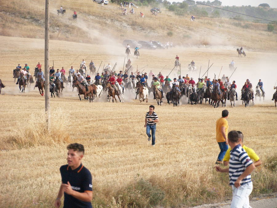 Primer encierro campero de las fiestas de Íscar