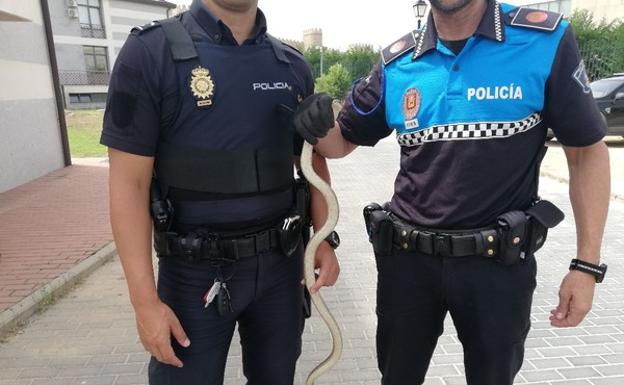 Capturan una serpiente de más de un metro que recorría las calles de Ávila capital