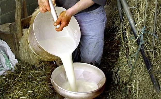 1.300 explotaciones de ovino de leche de la región han cerrado en los últimos 10 años